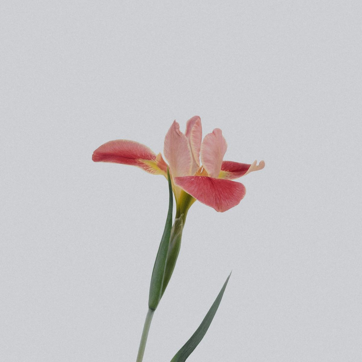 Gorge Plant Studio